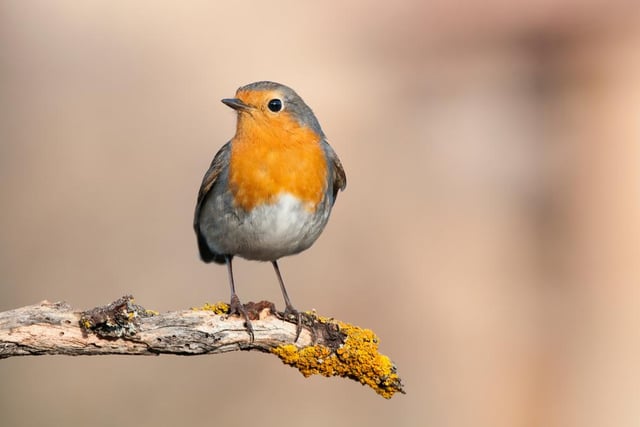 The robin is one of the few birds in the UK that sing all year round, and autumn and spring songs are distinctly different. The autumn song is more subdued and melancholy in its tone.