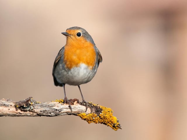 The robin is one of the few birds in the UK that sing all year round, and autumn and spring songs are distinctly different. The autumn song is more subdued and melancholy in its tone.