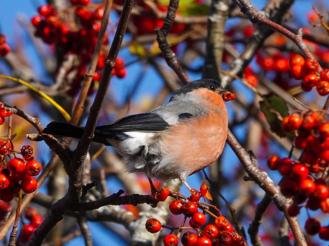 There is an abundance of berries on the rowan tree in my garden this year much to the delight of this bullfinch.
