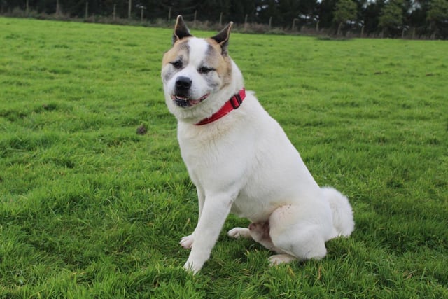 Mitzu is a real softie and will show his loving, affectionate side once he forms a bond with his new owners. He will need several visits to get to know him properly and as he is quite strong, he is better suited to owners who have experience of owning a large dog breed. Breed: Akita.