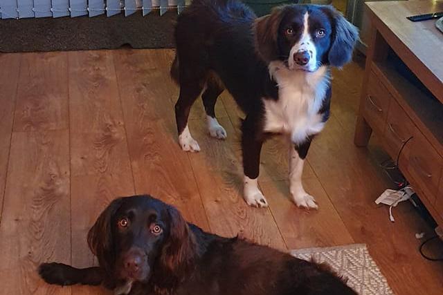 Best buddies Jess and Loki are now inseparable. Jess, a springer, collie cross, was rehomed in October and is now the perfect pal for Loki, who are both one years old.