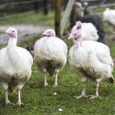 There has been an outbreak of bird flu in North Yorkshire