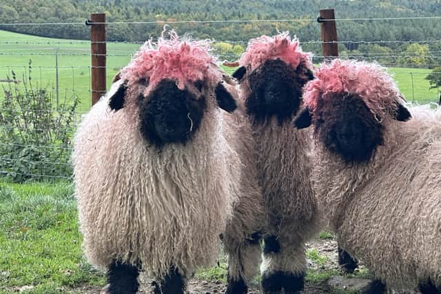 Sheep at Cannon Hall Farm in Barnsley have given themselves shocking new pink hairdos by mistake