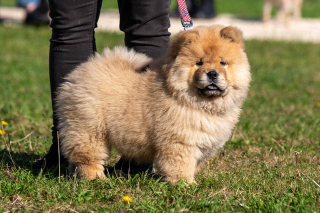 If there was a prize for 'fluffiest pup' surely this one would win?