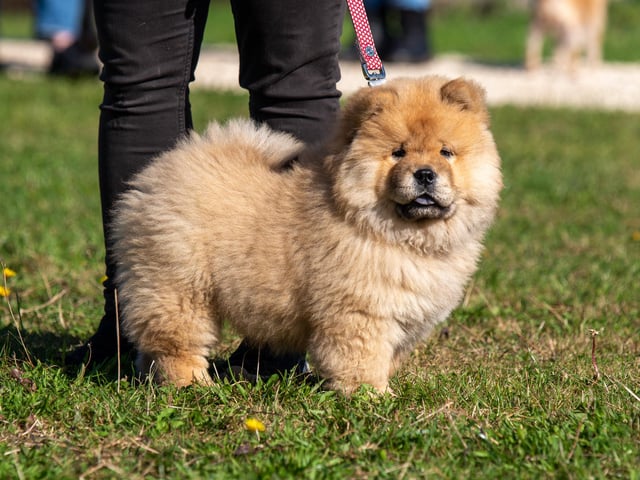 If there was a prize for 'fluffiest pup' surely this one would win?