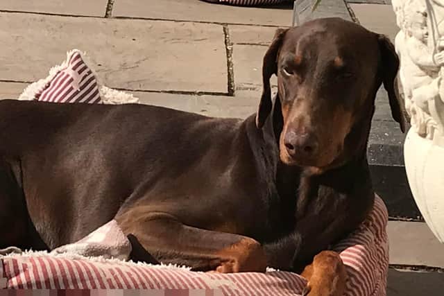 The eight-year-old female Doberman had 'high prey drive' and would chase after cats, rabbits or squirrels but would normally come back with a whistle. Picture by Paul Williams