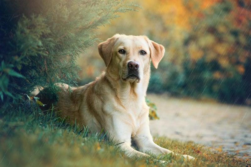 The Labrador Retriever is now one of the most popular pets in the UK. They are known for being reliable, trustworthy, good natured and dependable. The average size of this breed of dog is 55-57 cm tall.