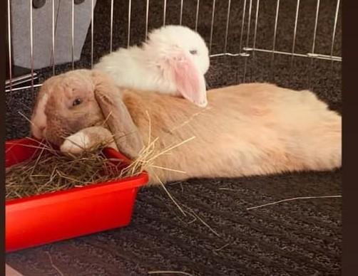 Ashley Armitage has got two new bunnies, Thumper and Bonnie.