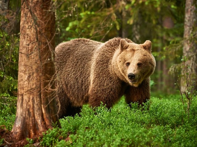 Don’t worry, you’re not going to bump into one on your next country-walk, but rewilding advocates are keen to eventually see a population of Brown bears living in the wild here in the UK. A project in Bristol has brought bears and wolves together in the same environment, to see how they can coexist.