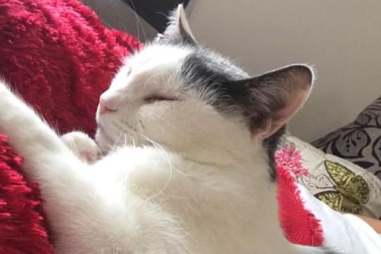 Enjoying a cat nap in peace.
