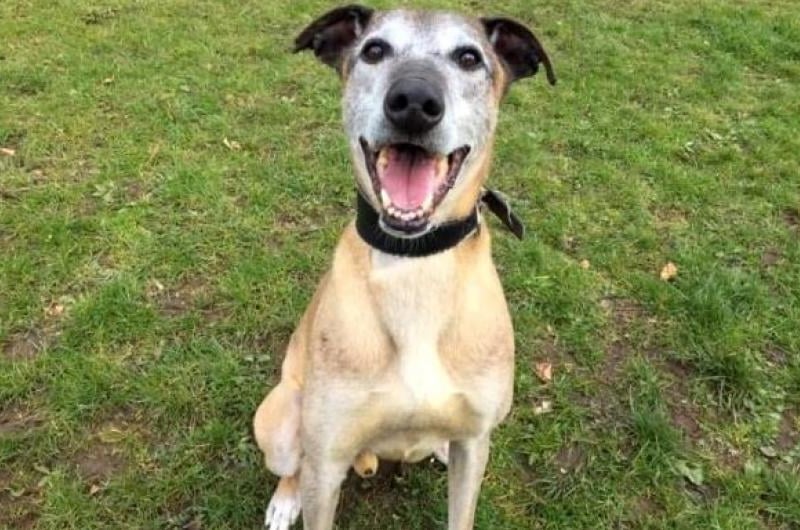 Kaiser is a strong, strapped nine-year-old lurcher looking for a second chance. He loves being taken for a walk, and is a definitely a fan of attention. He would suit a home with a big garden, and would not be able to able to live with other dogs.