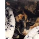 Fans of Topsey the pitch invading cat have raised more than £6,000 to cover her vet bills after scans found she had a severe spinal fracture.