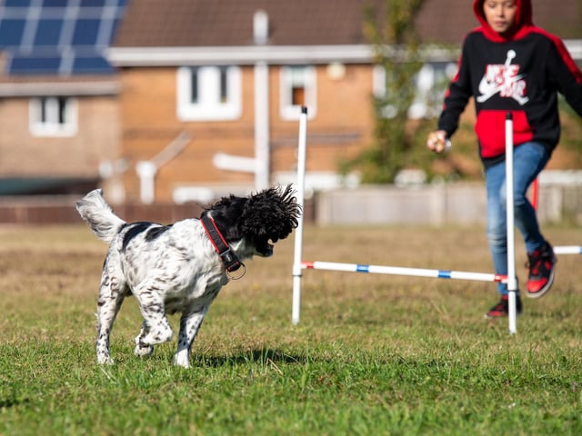 Some dogs took part in agility tests - did you go to the show?