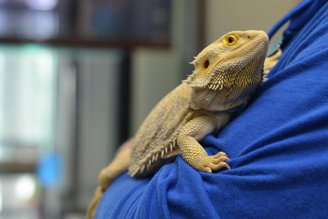 A bearded dragon was found in a park in Milton Keynes, prompting the RSPCA to launch an appeal to reunite the reptile with its owner.