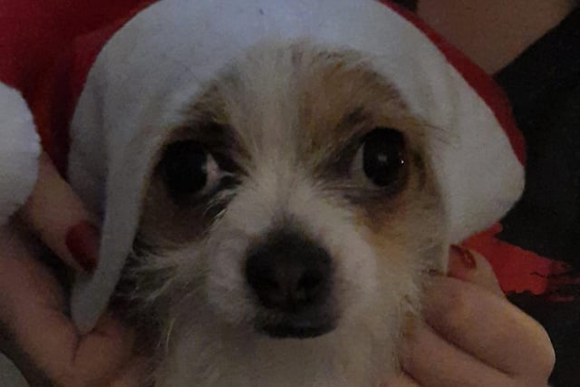 Bodhi tries on a Christmas hat.