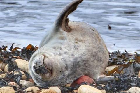A seal down at the Headland.
