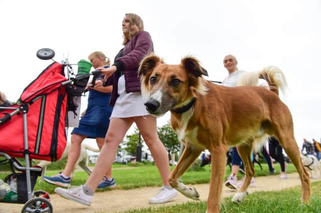 An inquisitive dog peers into our photographer's camera at last year's Alice House Hospice Dogs' Big Day Out at Summerhill.