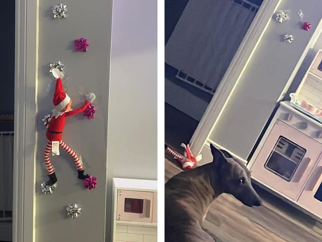 Shabbannah Butler had her elf climb up the wall but the dog wasn't a fan!