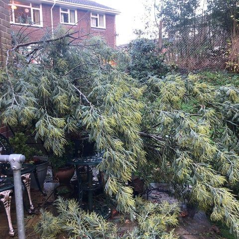 Storm Bella brought down a tree at a home in Wickham