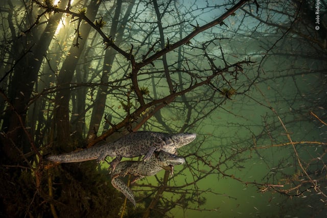 João Rodrigues (Portugal) is surprised by a pair of courting sharp-ribbed salamanders in the flooded forest. It was João’s first chance in five years to dive in this lake as it only emerges in winters of exceptionally heavy rainfall, when underground rivers overflow. He had a split second to adjust his camera settings before the newts swam away. Found on the Iberian Peninsula and in northern Morocco, sharp-ribbed newts (or salamanders) are named after their defence strategy. They use their pointed ribs as weapons, piercing through their own skin and picking up poisonous secretions, then jabbing them into an attacker.
