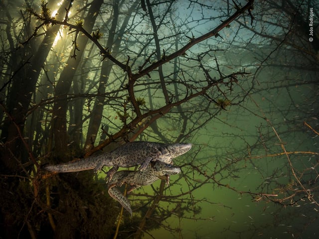 João Rodrigues (Portugal) is surprised by a pair of courting sharp-ribbed salamanders in the flooded forest. It was João’s first chance in five years to dive in this lake as it only emerges in winters of exceptionally heavy rainfall, when underground rivers overflow. He had a split second to adjust his camera settings before the newts swam away. Found on the Iberian Peninsula and in northern Morocco, sharp-ribbed newts (or salamanders) are named after their defence strategy. They use their pointed ribs as weapons, piercing through their own skin and picking up poisonous secretions, then jabbing them into an attacker.