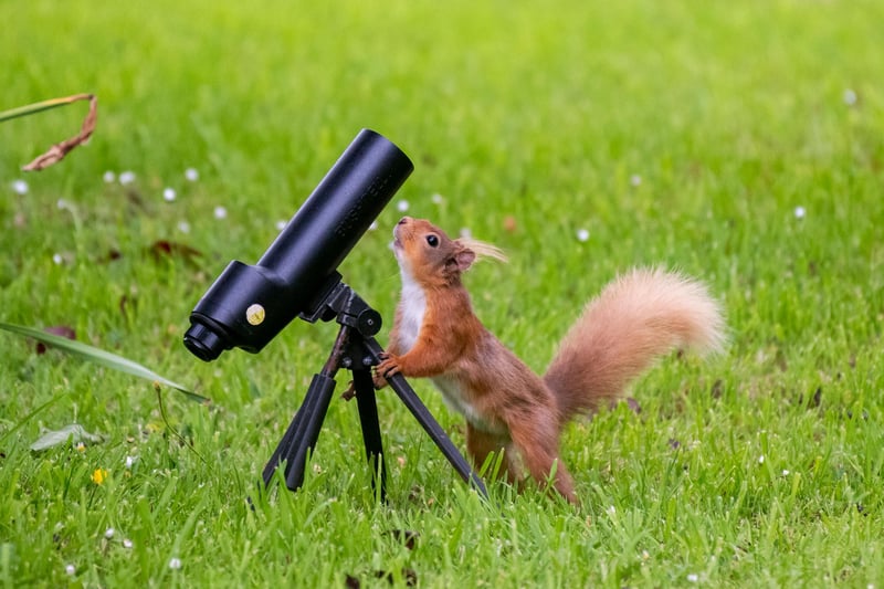 A squirrel follows the line of sight of a scope.