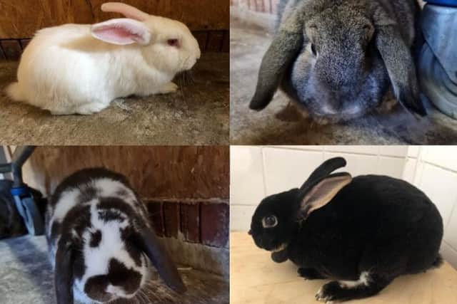Thornberry Animal Sanctuary has appealed for donations to help it house a huge influx of unwanted rabbits, which the charity says has left it at 'breaking point'
