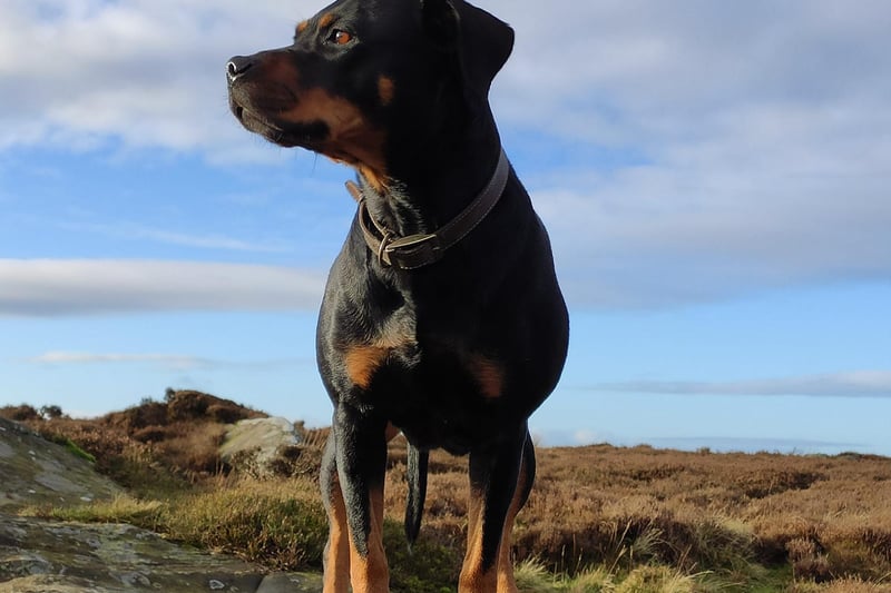 Has one ever seen a more majestic looking dog? We'll wait...
