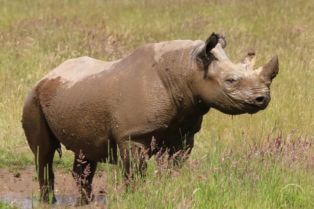 Black rhino Najuma (pictured) and Jasper enjoyed the attention and didn’t need a second invitation to wallow in the muddy water at the award-winning park at Branton, near Doncaster.
