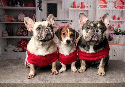 This cuddly trio are ready for their Christmas card photoshoot (photo by Nicole Whyte)