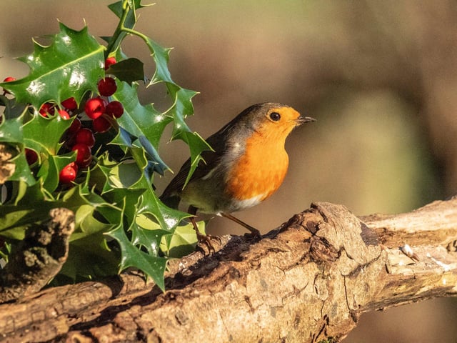 Our back garden Robin in the Scottish Borders getting seasonal!
Curtis Welsh
The Shieling
Longnewton Mill Farm
MELROSE
Scottish Borders
T : 01835 870378
M : 07860439514