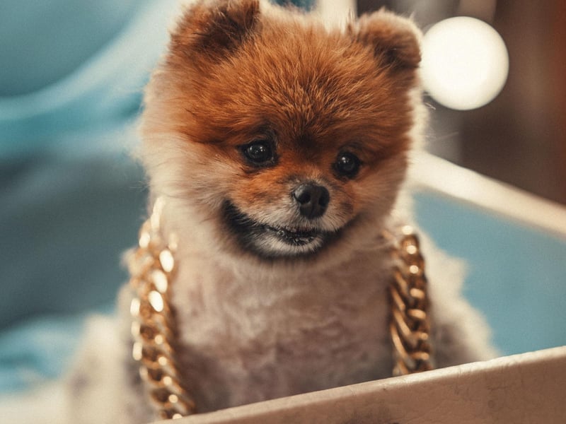 They may be small, but they are well known for thinking they can take on bigger dogs with their little bark. Make sure they get plenty time with other breeds of dog due to this.