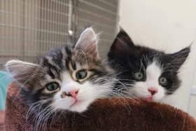 Bourbon and Dodger were dumped in a box beside a busy road in Norton, Sheffield. The adorable kittens were taken in by The Sheffield Cats Shelter and are now seeking their forever home