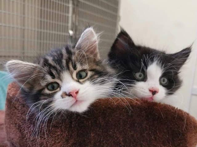 Bourbon and Dodger were dumped in a box beside a busy road in Norton, Sheffield. The adorable kittens were taken in by The Sheffield Cats Shelter and are now seeking their forever home