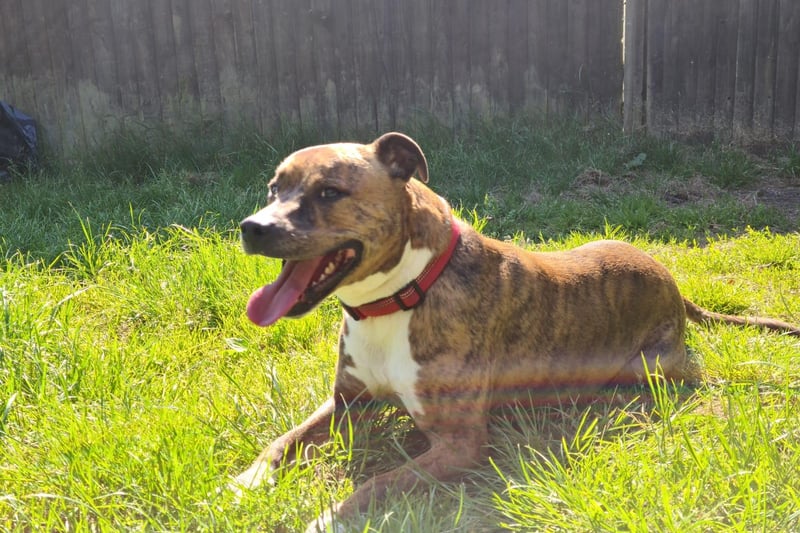 This is Marley. He is a five-year-old Staffie cross. The RSPCA say: 'Marley is a really lovely boy who was unfortunately signed over to us as his owner was struggling to cope with his separation anxiety. Marley becomes incredibly distressed when left alone for any time at all.' He can't be rehomed in Havant. He can't live with cats or other dogs.