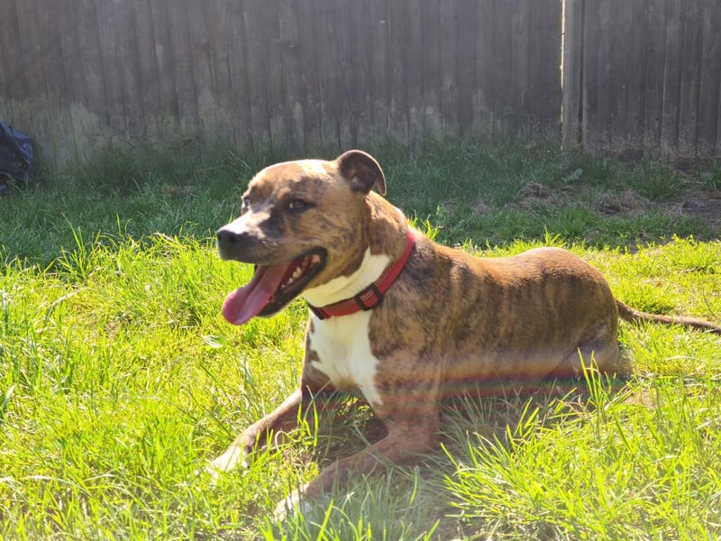 This is Marley. He is a five-year-old Staffie cross. The RSPCA say: 'Marley is a really lovely boy who was unfortunately signed over to us as his owner was struggling to cope with his separation anxiety. Marley becomes incredibly distressed when left alone for any time at all.' He can't be rehomed in Havant. He can't live with cats or other dogs.