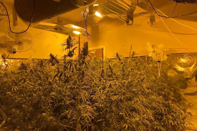 Cannabis plants found during a police raid in Page Hall, Sheffield