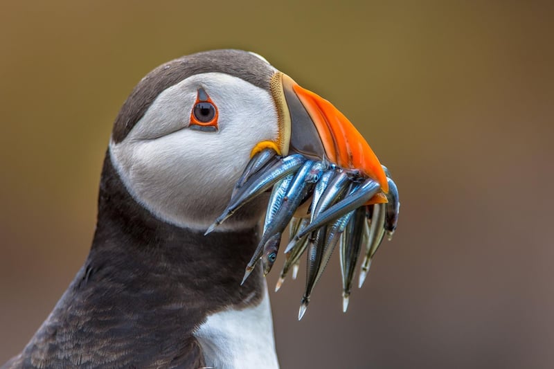 Book a seat on the May Princess and sail to the beautiful Isle of May. The main attractions are the estimated 90,000 puffins who live there from April-mid-August each year.