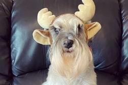 We've never seen a reindeer like this before... (photo by Agi Peto)
