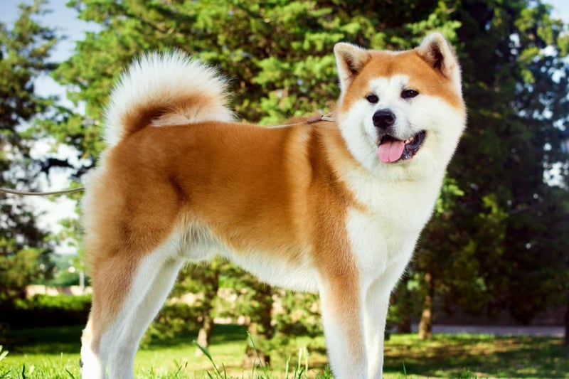 Originating from Japan, Akitas are incredibly loyal family pets. They're large dogs and very strong, with an average height of 61-71 cm.