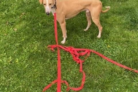 Jake is a four-year-old male neutered lurcher who could possibly live with dogs and children but not cats.