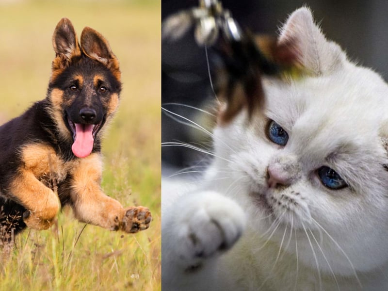 Average insurance cost: German Shepherd: £298.05. Shorthair Black and White: £104.68
