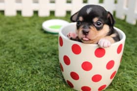‘Pandemic puppies' could lead to more abandoned pets, warns Sheffield animal charity