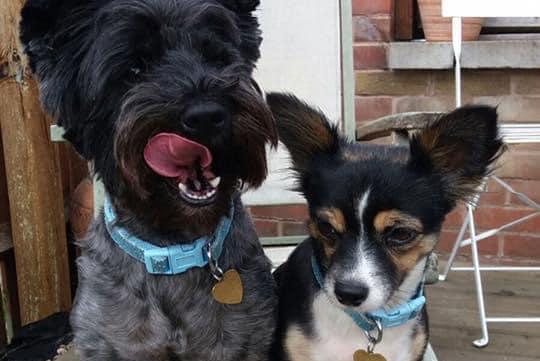 Amy Louise shared this photo of her two dogs. Molly is 10 (left) Poppy is six (right) They have enjoyed walks in the woods and running around at the stables but most of all enjoyed there mum being home so much.
