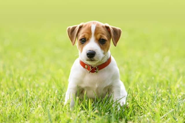 These 10 dog breeds are the most likely to be stolen in the UK