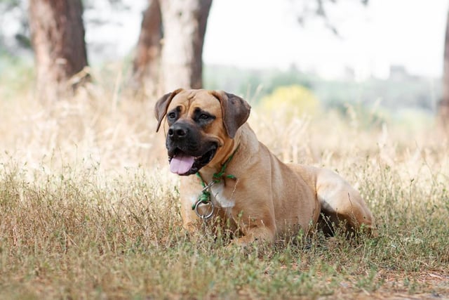This breed of dog is both loyal and intelligent, and is calm in nature, especially with children. However, the AKC notes that Boerboels aren’t recommended for newer dog owners (Photo: Shutterstock)