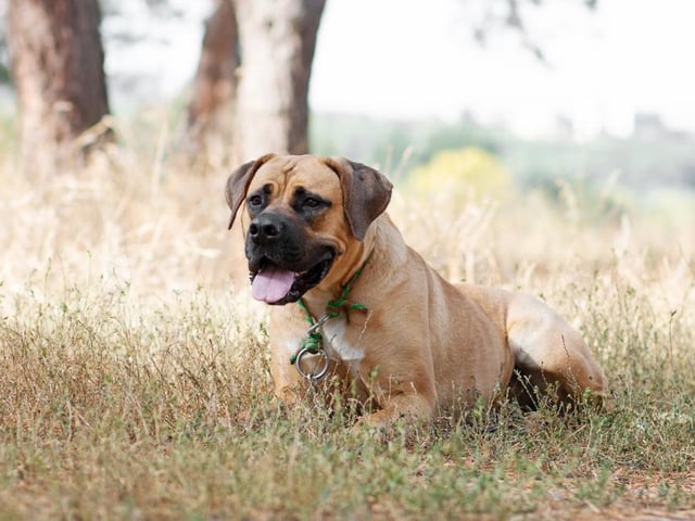 This breed of dog is both loyal and intelligent, and is calm in nature, especially with children. However, the AKC notes that Boerboels aren’t recommended for newer dog owners (Photo: Shutterstock)
