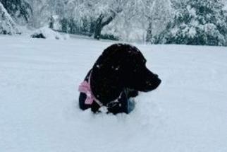 Kay Dent's lovely black Labrador Isla, of Ecclesall, does not mind one bit getting up to her neck in it in the snowy depths.
