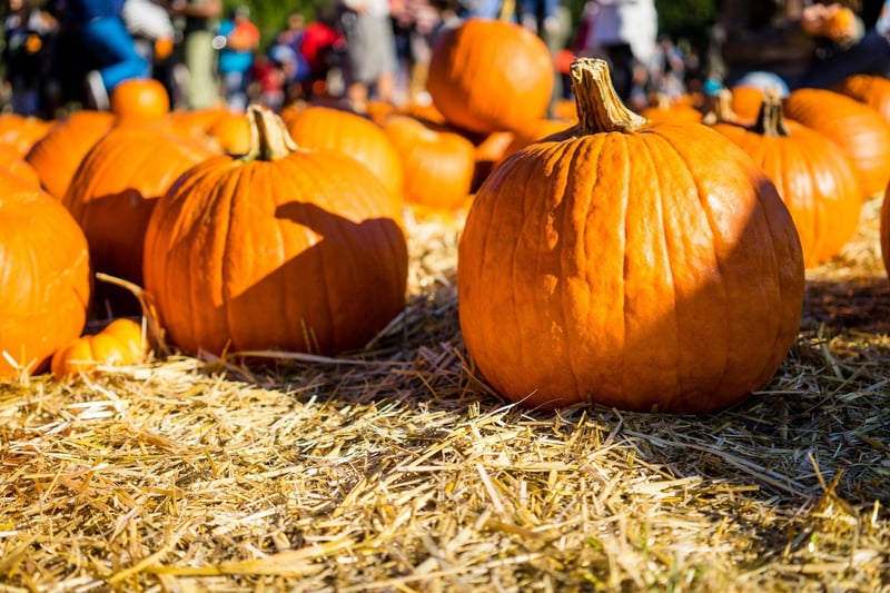 Get your Halloween celebrations off to a flying start by picking your own pumpkins at Craigie's Farm. There are all different shapes and sizes to suit even the littlest toddlers, so everyone can get stuck in to pick their own pumpkin to carve. Photo: Andres Sanchez / Getty Images / Canva Pro.