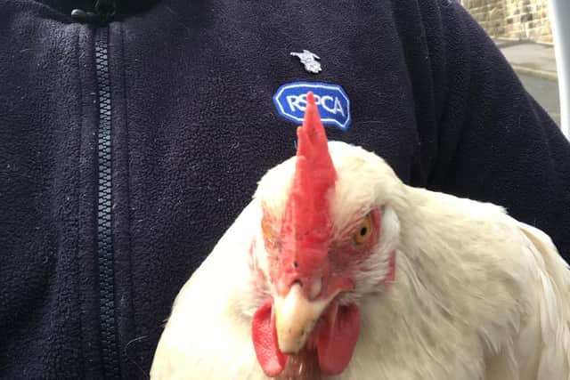 Stray chicken found in Sheffield: Judy with Sara Jordan from the RSPCA.